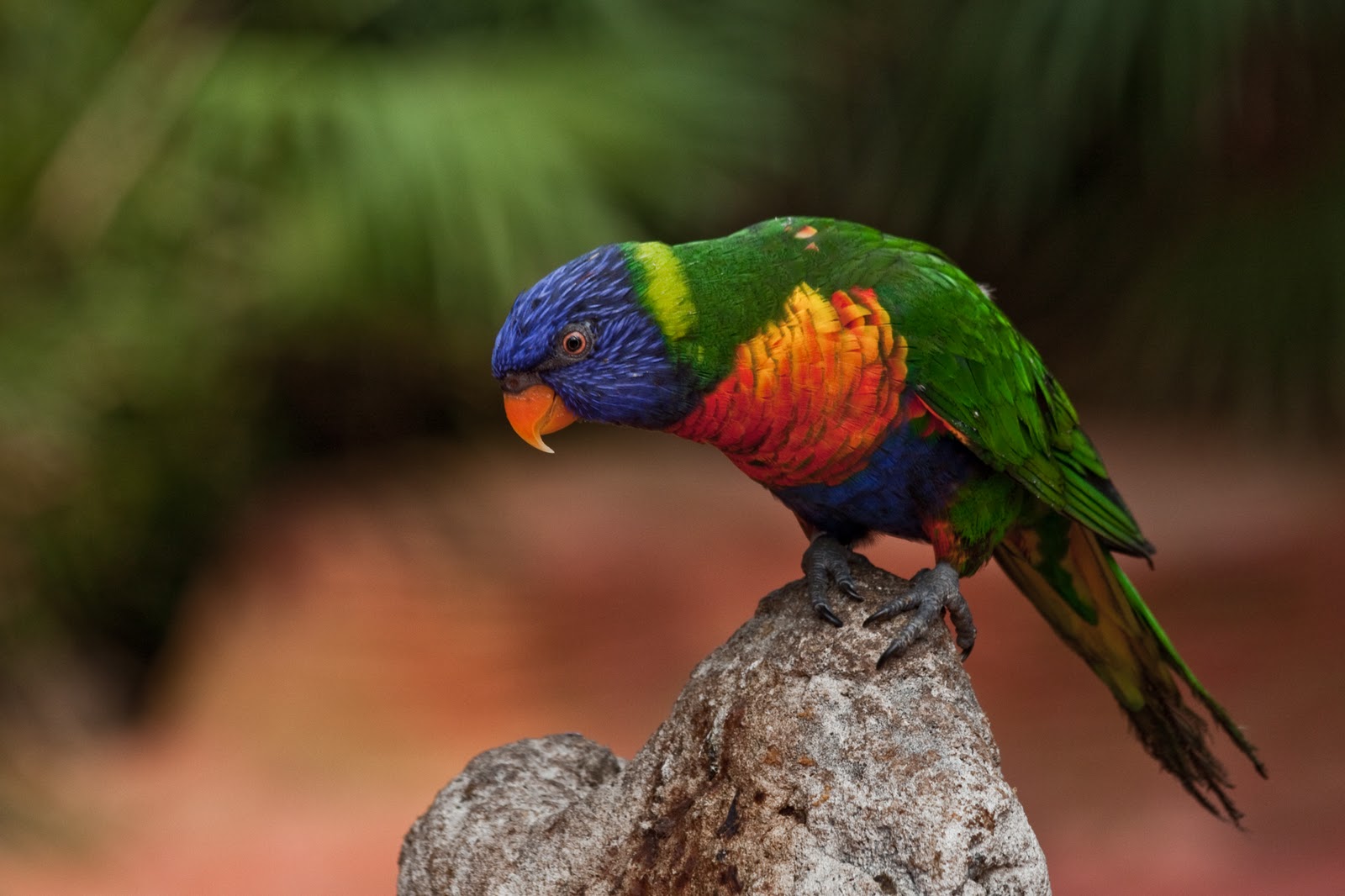 Vogelpark Avifauna